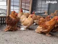 Bantam Pekín — foto 5