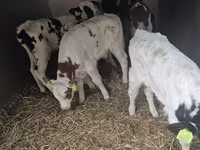 Goveda (partija, pol nije naveden), Simmental cattle — fotografija 1