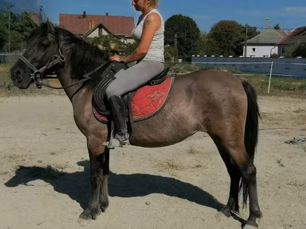 Égua, Polish pony