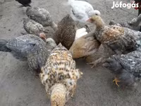 Chickens — फ़ोटो 4