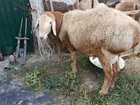 Ram, Rhon sheep — photo 2
