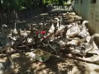 Geese — foto 3