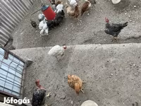 Chickens — फ़ोटो 2