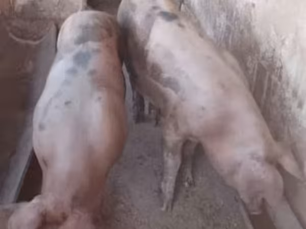母猪, Pigs