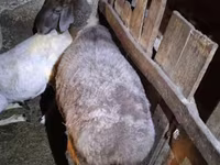 雌羊, Adal sheep — 写真 1