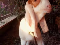 Козел, Kamori goats — фото 2
