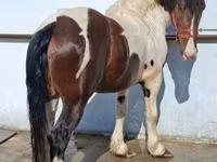 Cheval, Gypsy horse — photo 2