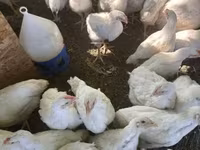 Chickens — fotografija 2