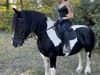 雌馬, Gypsy horse — 写真 2