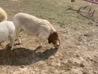 Carnero, Dorper sheep — foto 2