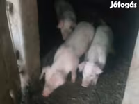 Pigs (batch, sex not specified), Крупная белая — photo 5