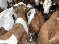 Bulle, Simmental cattle — Foto 4