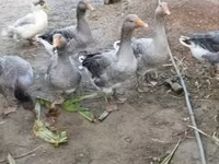 Geese — Foto 3