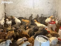 Chickens — الصورة 5