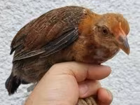 Chickens — الصورة 4