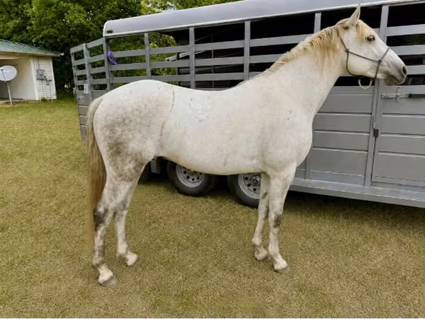 Pastuv, Missouri foxtrotter