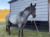 Pastuv, Quarter Horse — fotografija 8