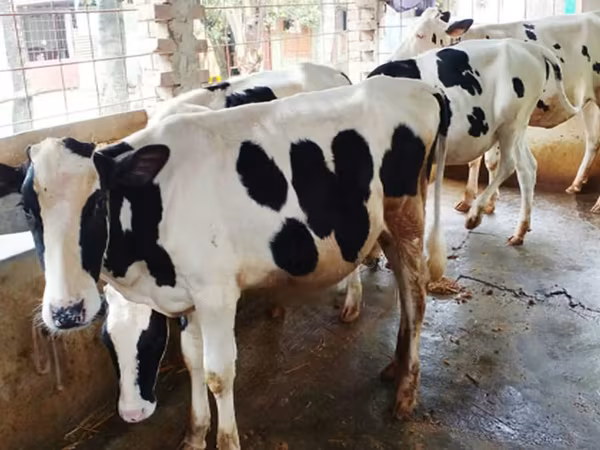 Kuh, Russian Black pied cattle