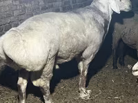 Ovan, Afghan Arabi sheep — fotografija 4