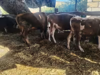 Vaca, Simmental cattle — foto 1