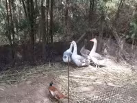 Geese — fotografija 2