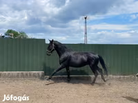 घोड़ा, Nonius horse — फ़ोटो 1