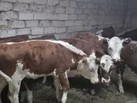 गाय, कजाख़स्तानी सफेद सिर वाली गाय — फ़ोटो 6
