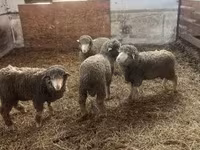 Qoʻchqor, Merino sheep — 1-rasm