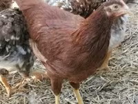 Chickens — zdjęcie 2