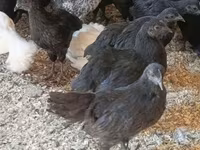 Ajam cemani — fotografija 4