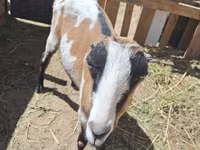Chèvre, LaMancha goats — photo 2