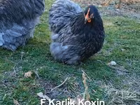 Kočin — fotografija 5
