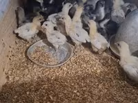 澳洲黑 — 照片 6