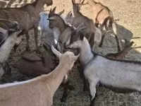 Cabras (lote, sexo não especificado), Alpine goat — foto 1