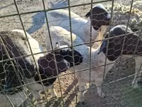 Widder, Dorper sheep — Foto 2