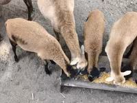 كبش, Cameroon sheep — الصورة 1