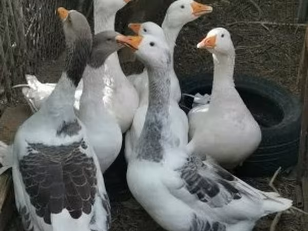 Geese