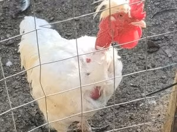 Chickens — ハンガリー