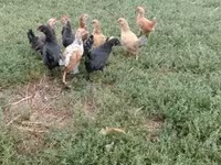 Chickens — foto 5
