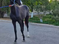 Pastuv, Akhal-Teke — fotografija 3