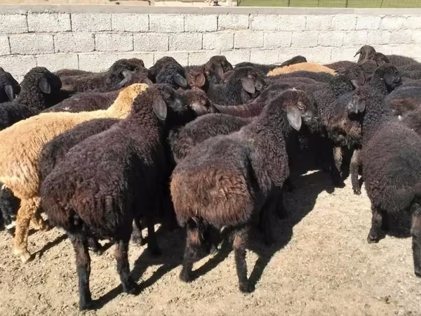 Carnero, Ovejas