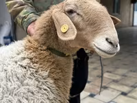 Ovca, Awassi sheep — fotografija 2