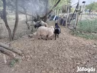 Ovan, Racka sheep — fotografija 2