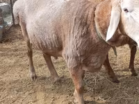 Ram, Katum sheep — photo 3