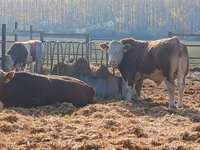 Byk, Simmental cattle — zdjęcie 2