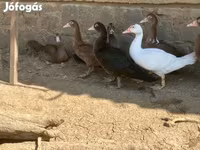 Ducks — 照片 8