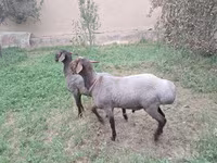 Qoç, Qoyunlar — foto 3