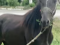 Pastuv, Priob horse — fotografija 1