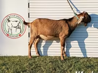 公山羊, Nubian Goat — 照片 8