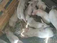 母猪, Pigs — 照片 1